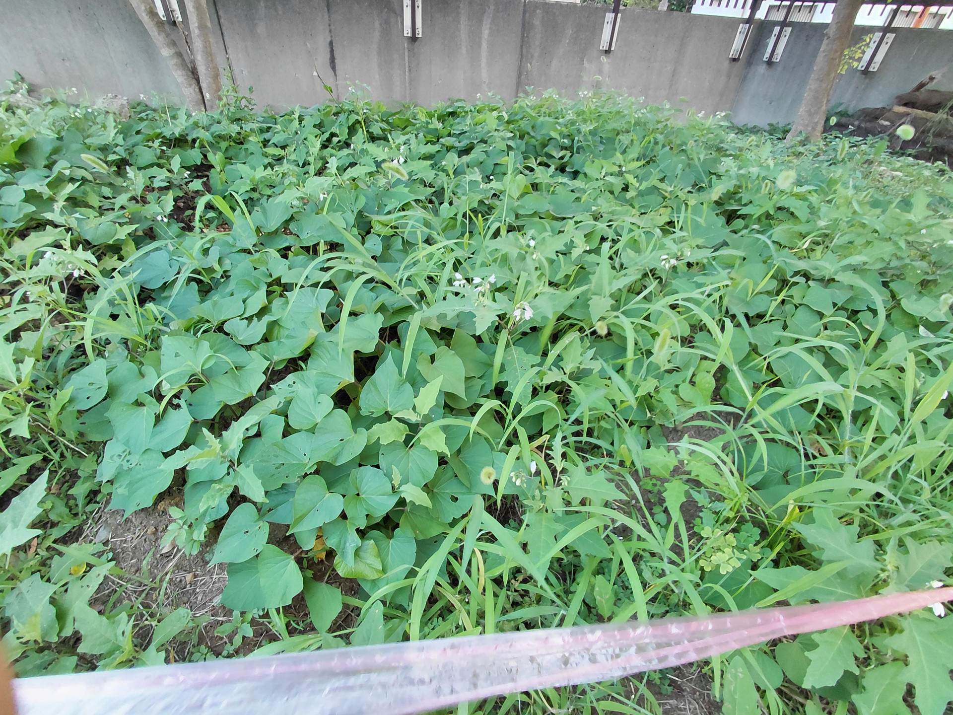 7月21日撮影　さつまいも